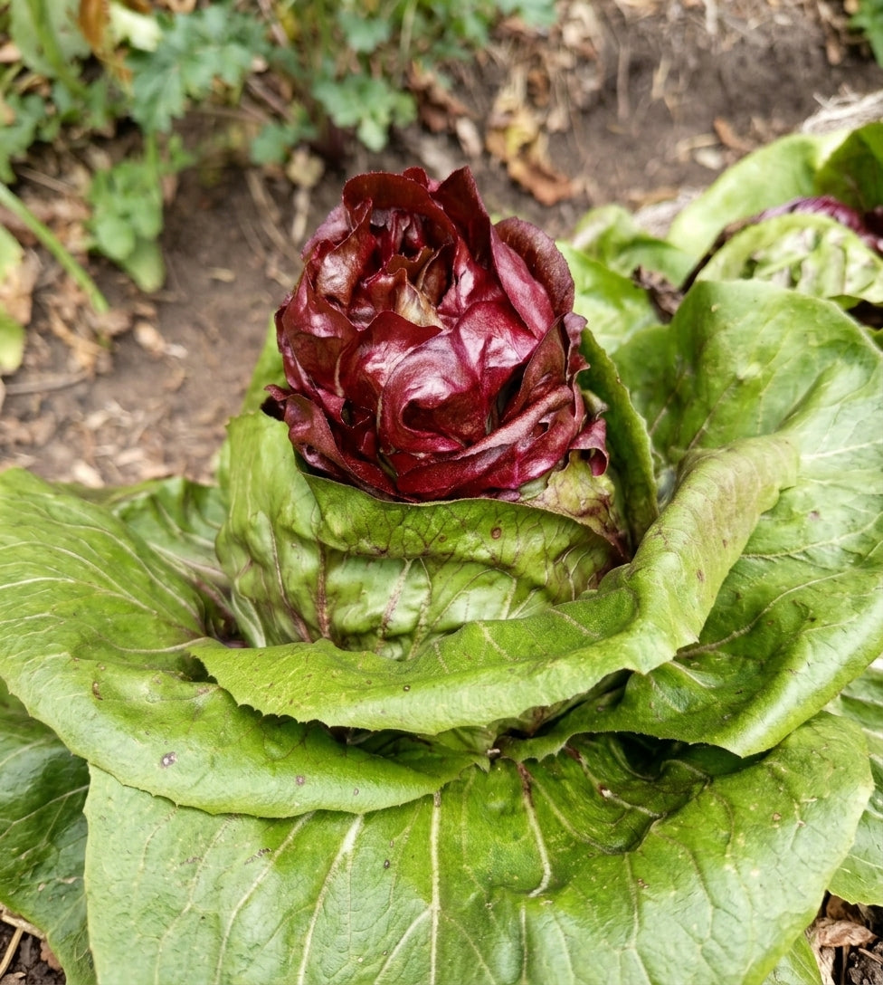 Achicoria o Radicchio Orgánico