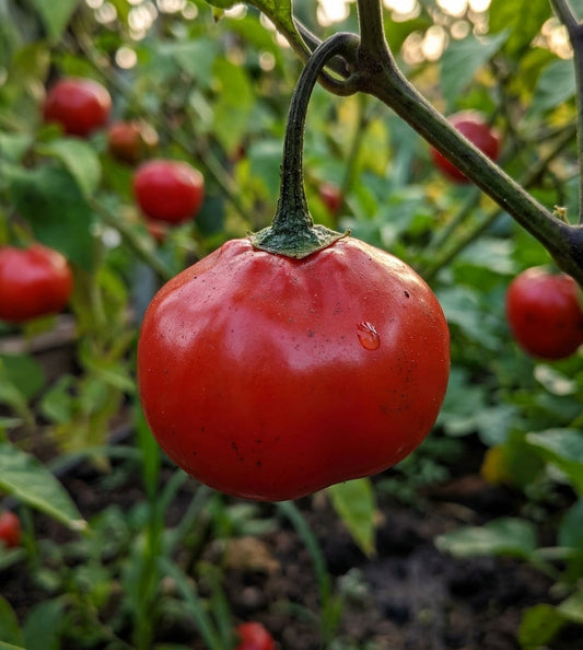 Ají Rocoto Rojo Orgánico