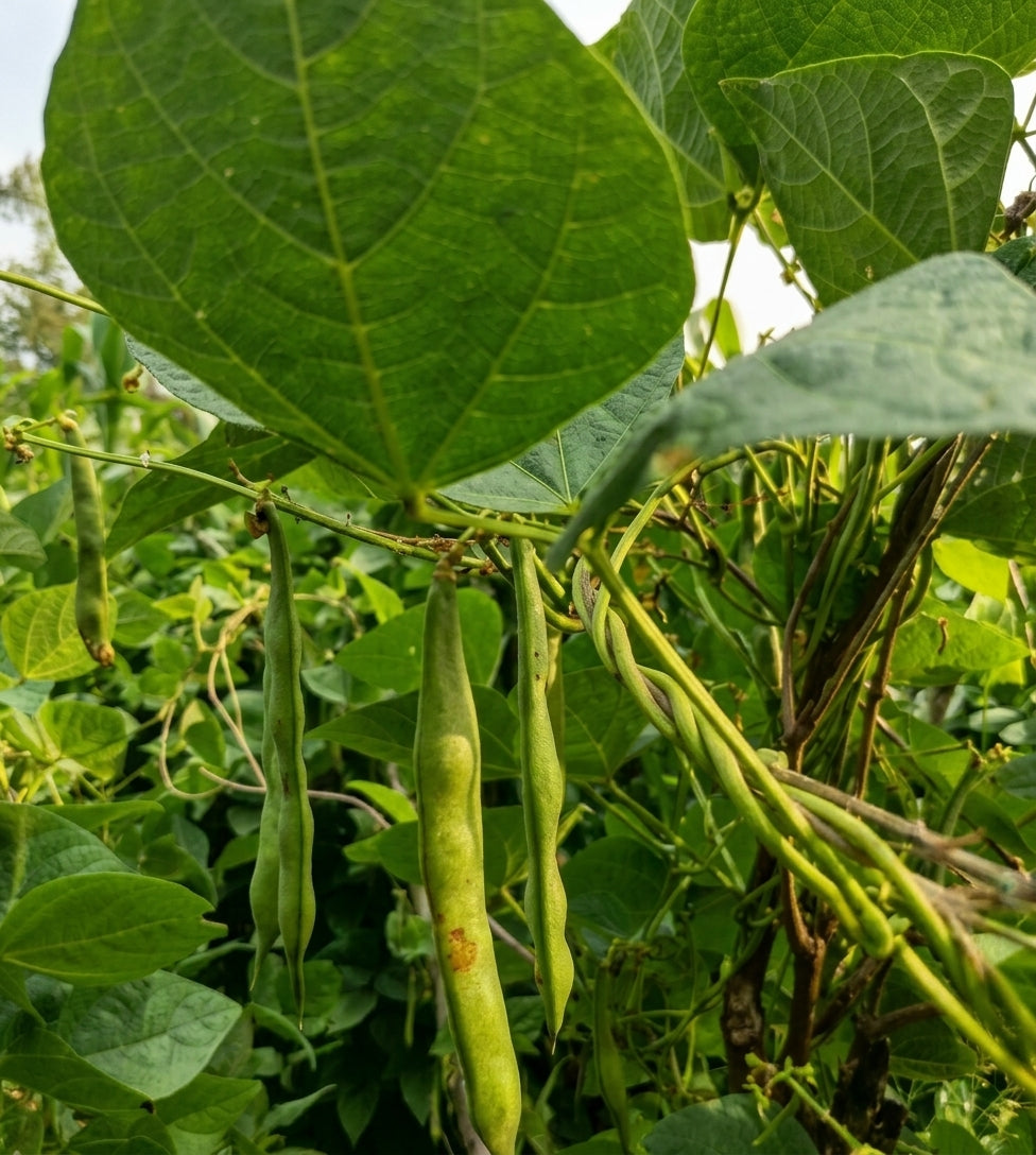 Fríjol Verde Orgánico