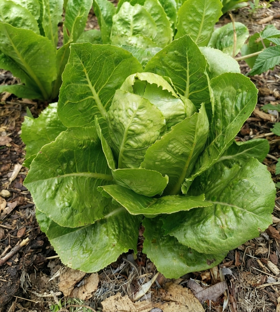 Lechuga Romana Orgánica