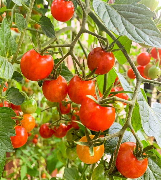 Tomate Cherry Orgánico